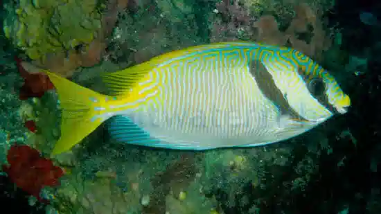 Scribbled Rabbitfish